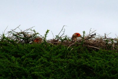 Young Secretary Birds on their nest.