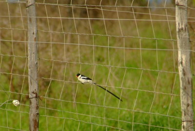 Pintailed Whydah Male