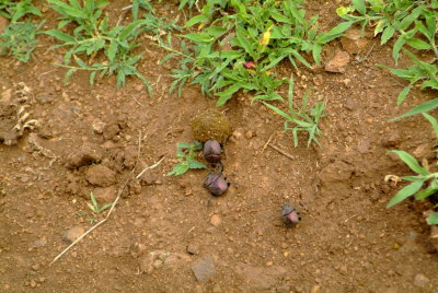 Dung Beetle with competition for his ball and Girlfriend