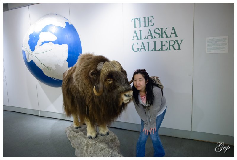 Musk ox