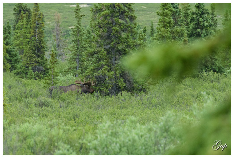 Moose in Denali !!