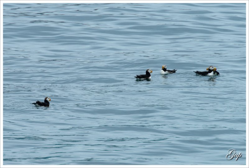 Puffins