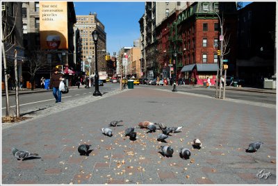 Pigeons are common to New York City.
