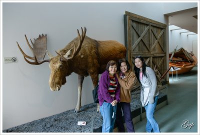 Moose in the museum