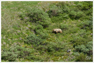 Grizzly bear (brown bear) in Denali !