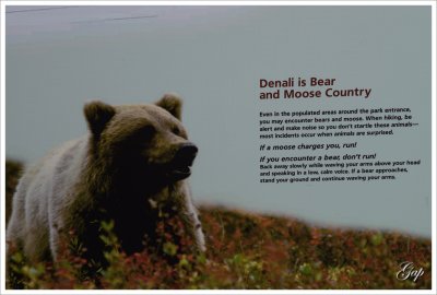 Moose, then run ! ... Bear, do not run !!!