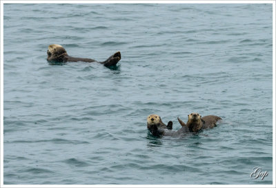 very cute sea otters
