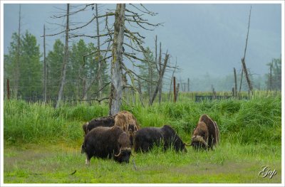 At Alaska Wildlife Conservation Center