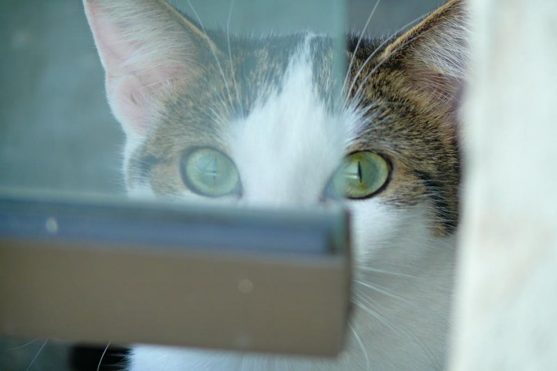 Cat on Balcony