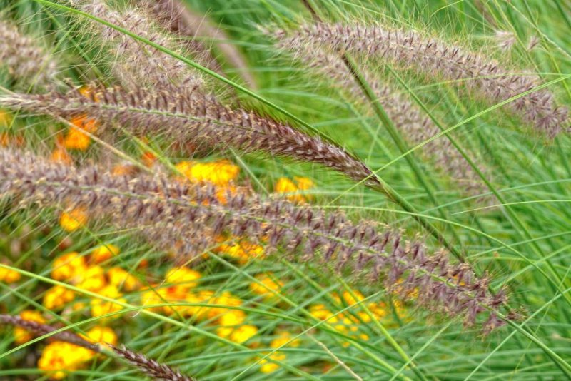 Grasses, At Brocks Monument, Queenston Heights