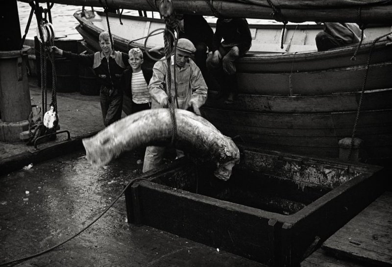 Unloading swordfish,  Nova Scotia