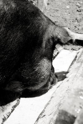 Swine At Trough, Upper Canada Village, Morrisburg, Ontario