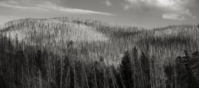 Mature Lodgepole Pine, Yellowstone National Park