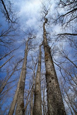 Looking Up, Lookout Trail, Algonquin Park, Ontario