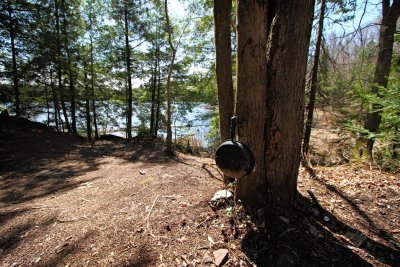 Frying Pan, Trout Spawn Lake, Algonquin Park, Ontario