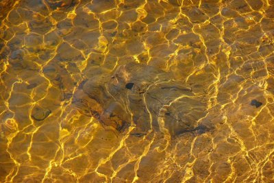 Rock In Lake, Algonquin Park, Ontario