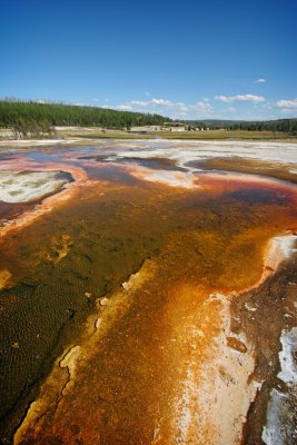 Cyanobacterial Mats, Yellowstone National Park