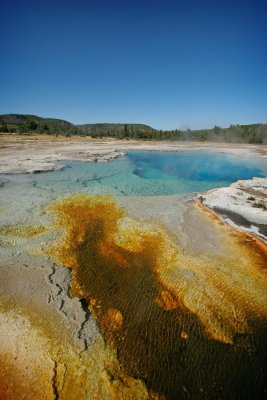 Spring and Cyanobacterial Mats, Yellowstone National Park