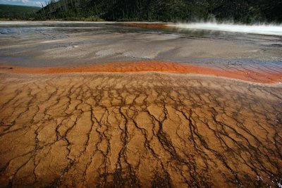 Cyanobacterial Mats, Yellowstone National Park