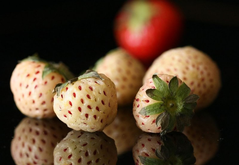 AlbinoBerries