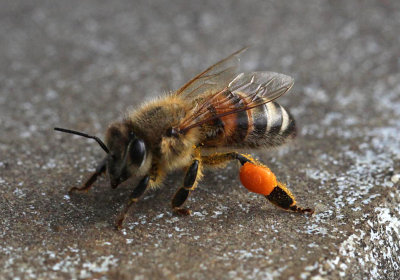 Red pollen