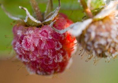 Frostberries