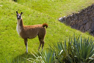Machu Picchu