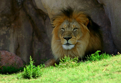 African Lion