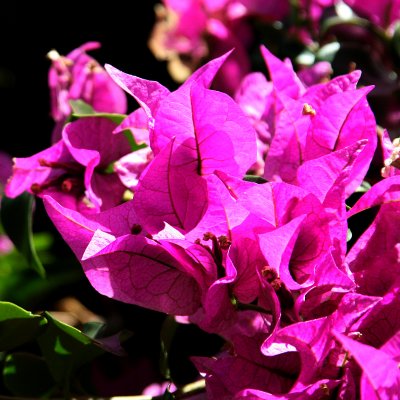 IMG_0012 f.jpg