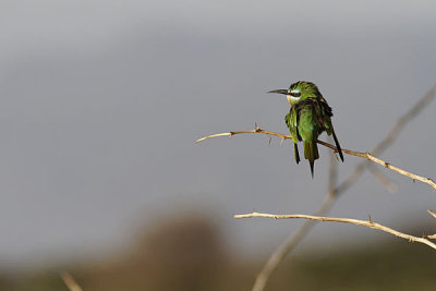 2140 Gupier nain - little bee-eater
