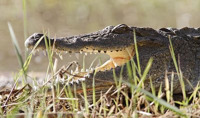 2317 crocodile