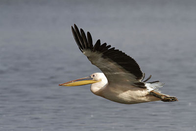 2374  plican blanc - great white  pelican