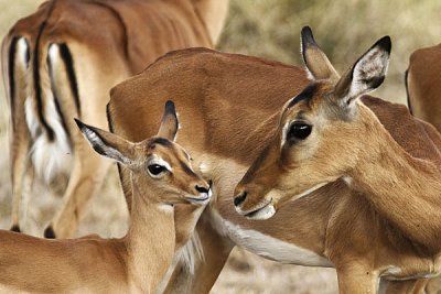 2416 impala femelle et son jeune