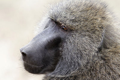 2681 portrait de babouin