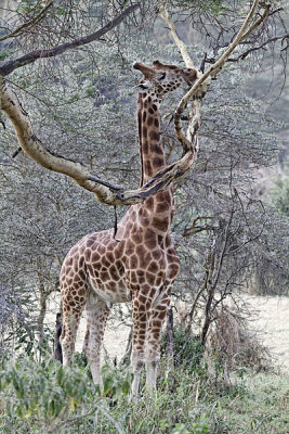 2718 girafe rticule