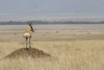 g4/09/778009/3/135470980.BIhIjvw4.jpg