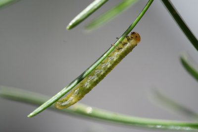 16 - chenille sur pine de pin Vanoise