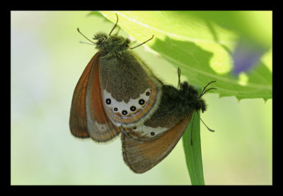 18 - Accouplement de papillons Vanoise