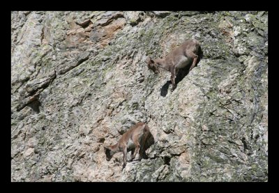 32 - Jeunes bouquetins hsitant avant le grand saut Vanoise