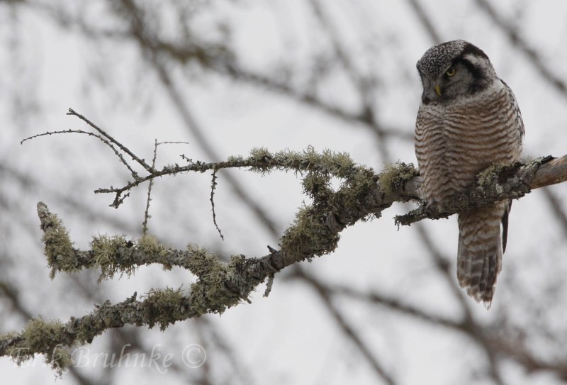 Northern Hawk Owl, keeping watch