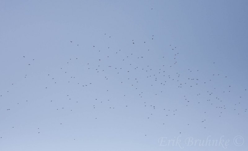 Bohemian Waxwing flock - part of the ~400 that flew by today