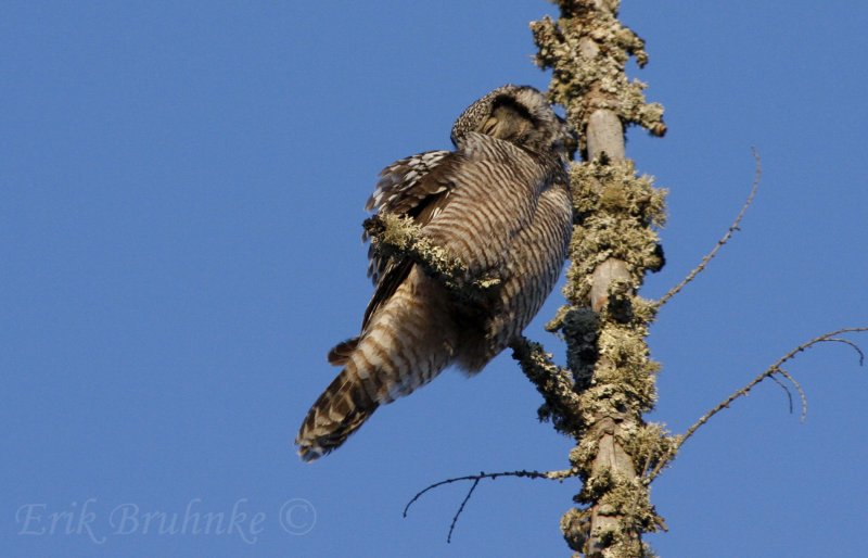 Northern Hawk Owl, looking beautiful!
