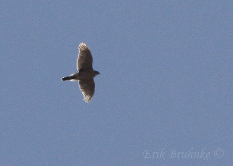 Coopers Hawk courtship-displaying!