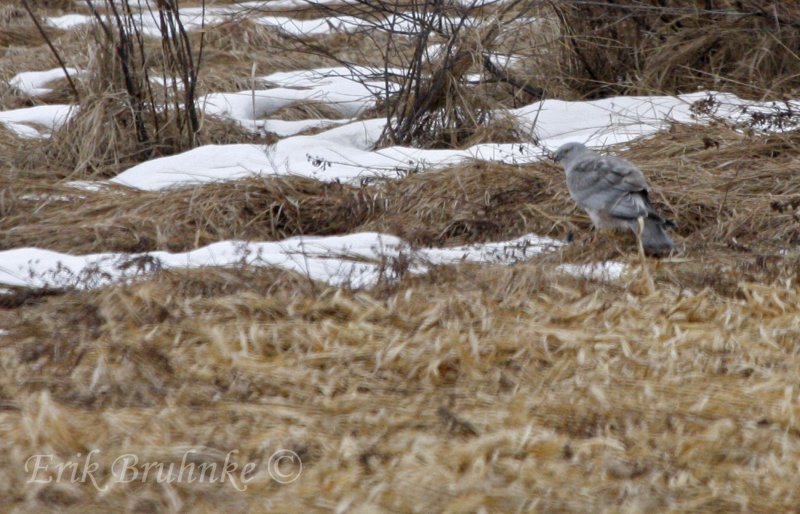 Gray Ghost - adult male Northern Harrier