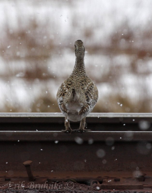 Sharp-tailed Grouse - fluffy little behind with the pointy tail!