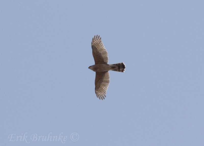 Coopers Hawk