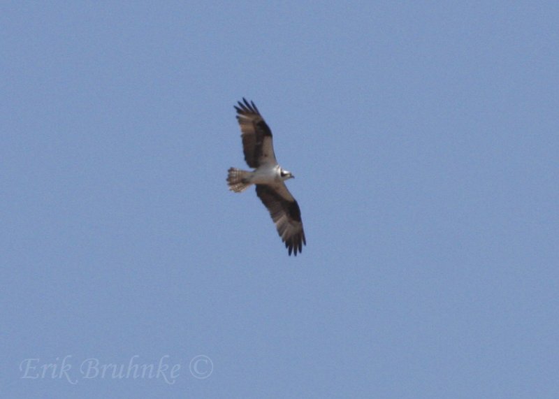Osprey - first of the year!