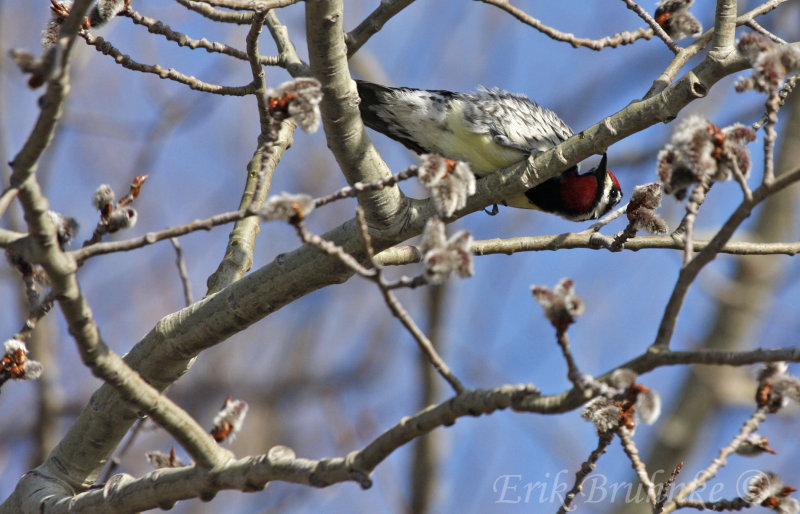 Yellow-bellied Sapsucker.... yum, sap!!!