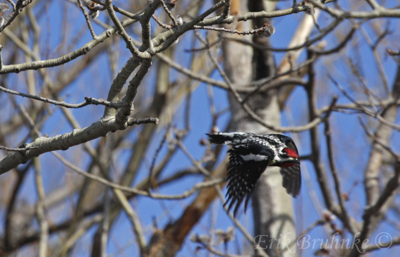 Yellow-bellied Sapsucker flying away