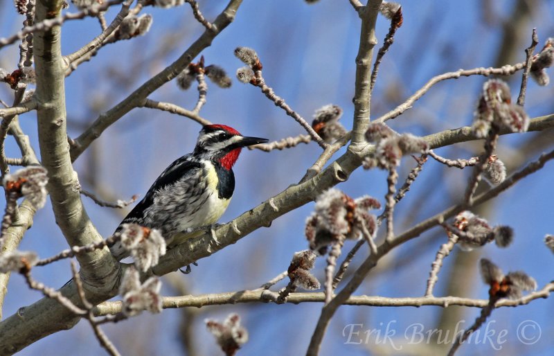 Yellow-bellied Sapsucker